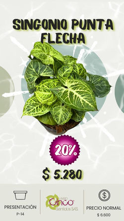 SINGONIO PUNTA FLECHA