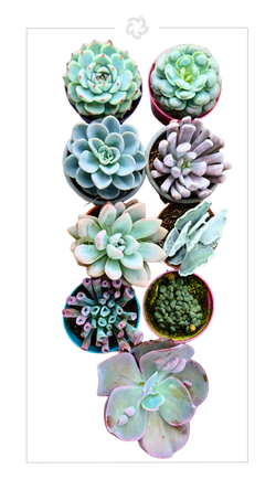 Suculenta T1:💧Riego moderado🌤️Sol moderado🏡Interior