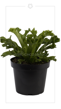 Helecho Nido Crispy.