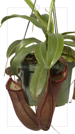 Nepenthes:💧Riego abundante🌤️Sol moderado🏡🏕️Interior y Exterior