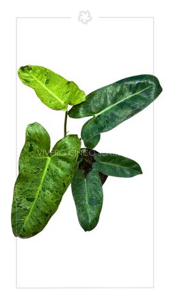 Philodendron Paraíso Verde:💧Riego moderado🌤️Sol moderado🏡Interior y Exterior