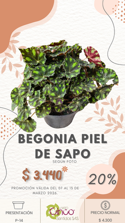 BEGONIA PIEL DE SAPO