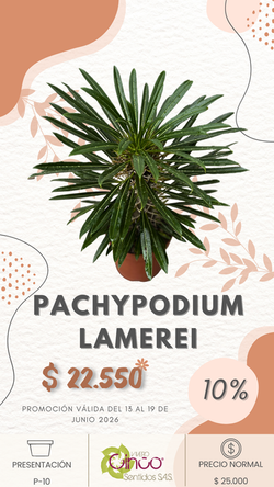 PACHYPODYMUN LAMEREI