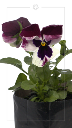 Pensamiento:💧Riego moderado🌤️Sol moderado🏡🏕️Interior y Exterior