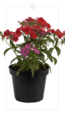 Phlox:💧Riego moderado☀️Sol directo🏕️Exterior