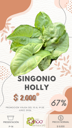 SINGONIO HOLLY