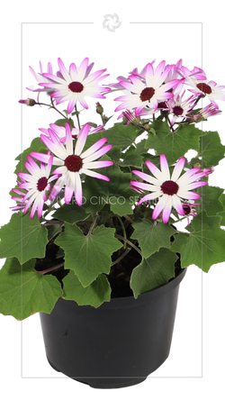 Cineraria.