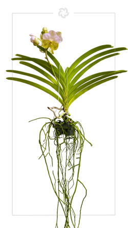 Vanda.