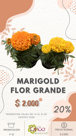 MARIGOLD FLOR GRANDE
