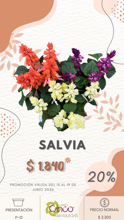 SALVIA