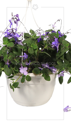 Plectranthus:💧Riego moderado☀️Sol directo🏕️Exterior