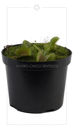 Venus:💧Riego abundante🌤️Sol moderado🏡🏕️Interior y Exterior