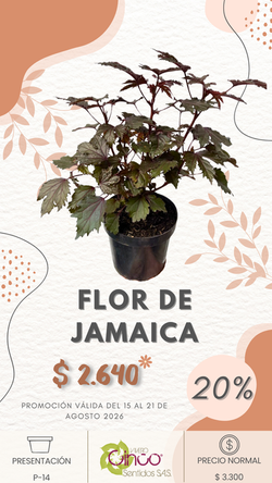 FLOR DE JAMAICA