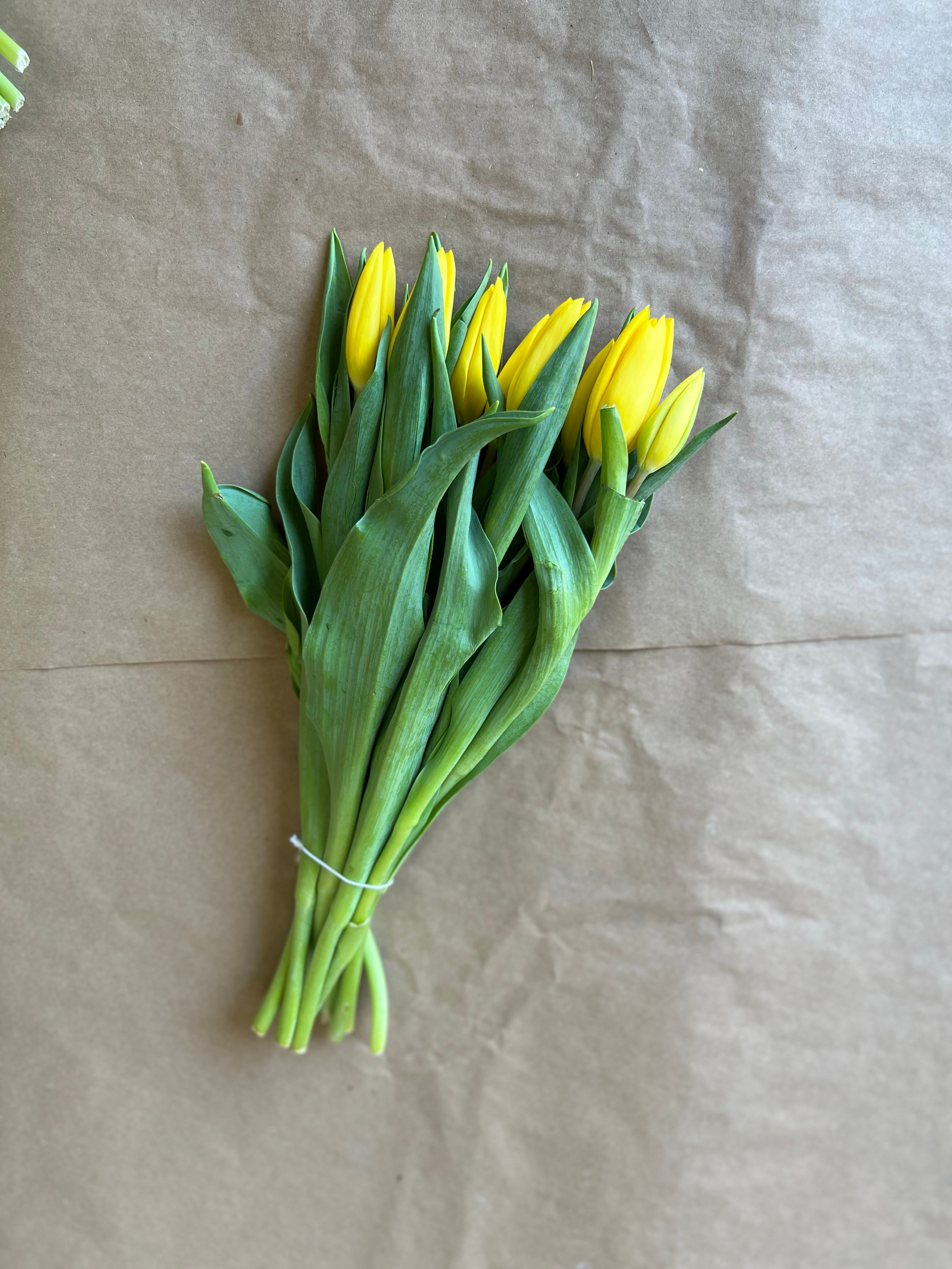 Tulipán Amarillo 10 Varas