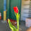 Miniatura: Tulipán Rojo 10 Varas