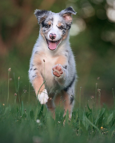 australian-shepherd-gdd21aa5d4_1280.jpg