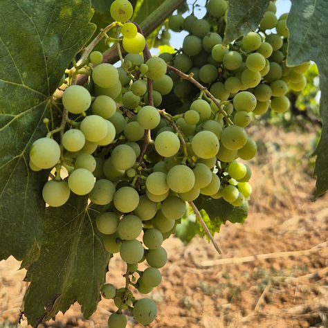 Summer in our vineyard D.O. Cava