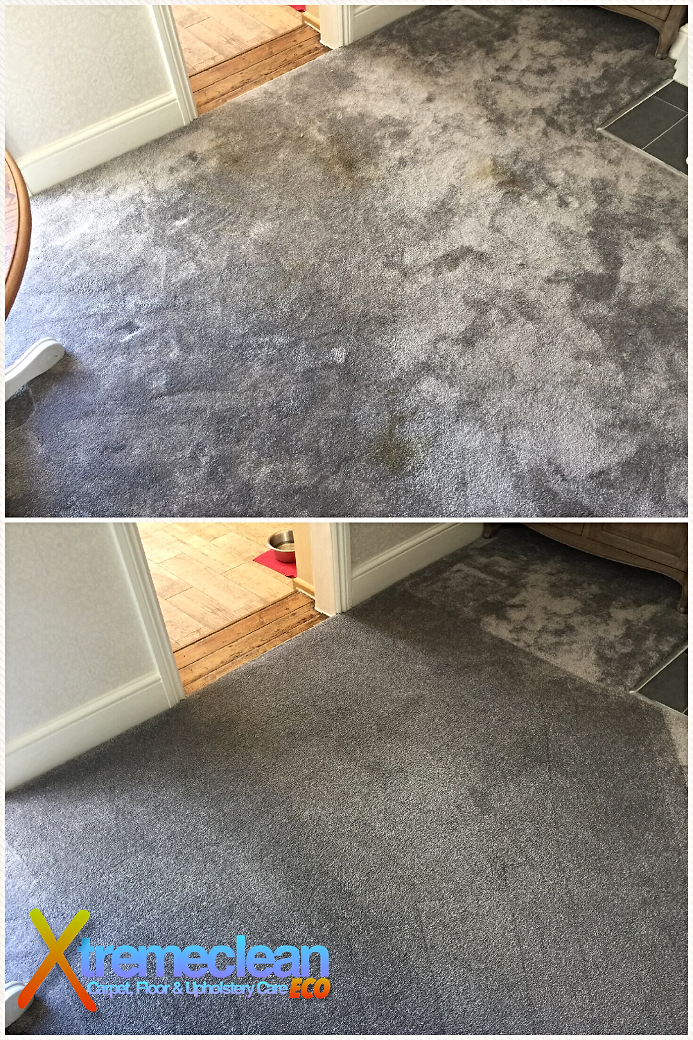Dog Poo On Carpet