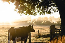 Farm Batteries