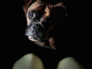 Dozer, boxer puppy