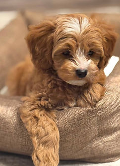 MICRO/ABSTRACT TUXEDO GOLDENDOODLE