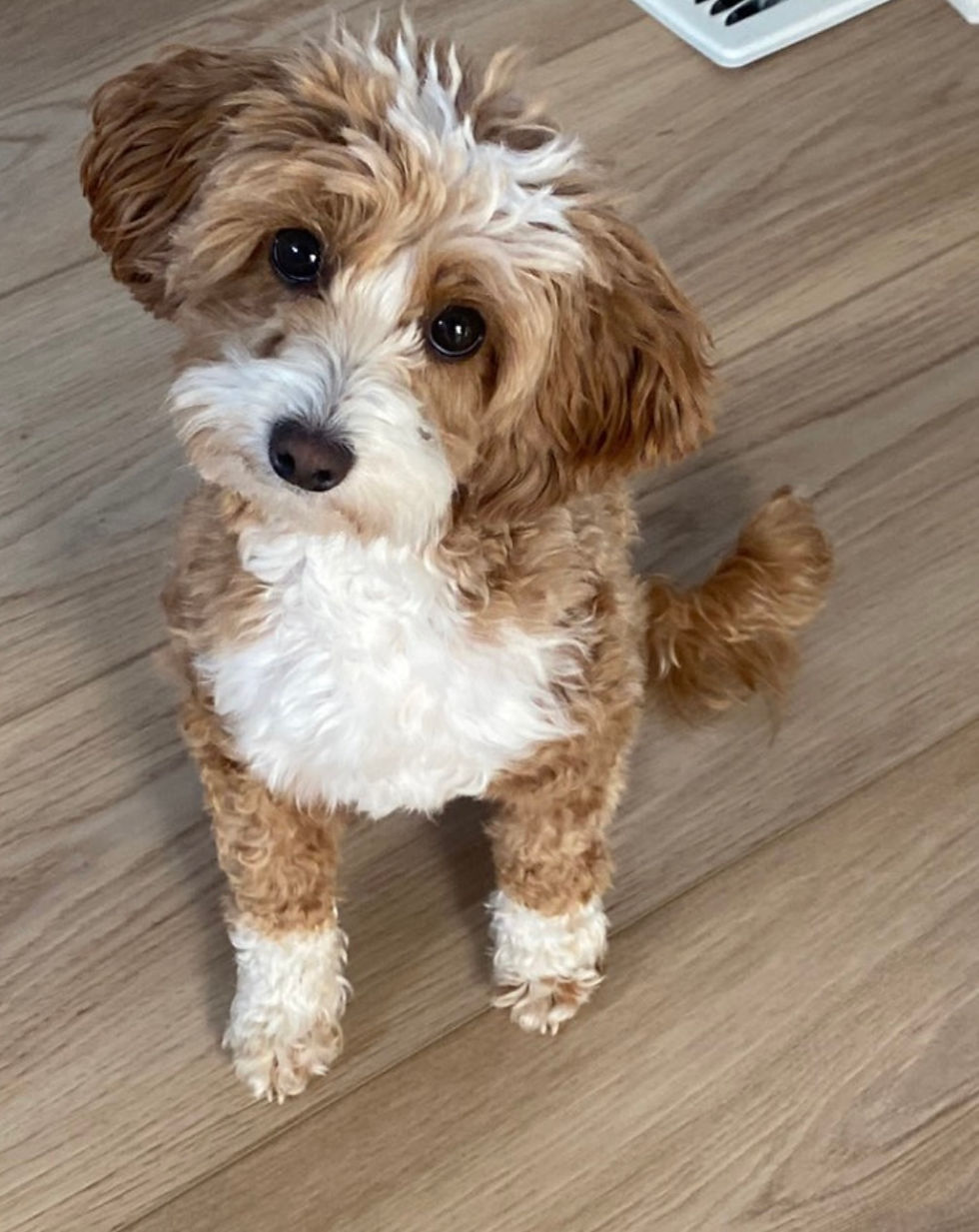 MICRO TUXEDO GOLDENDOODLE