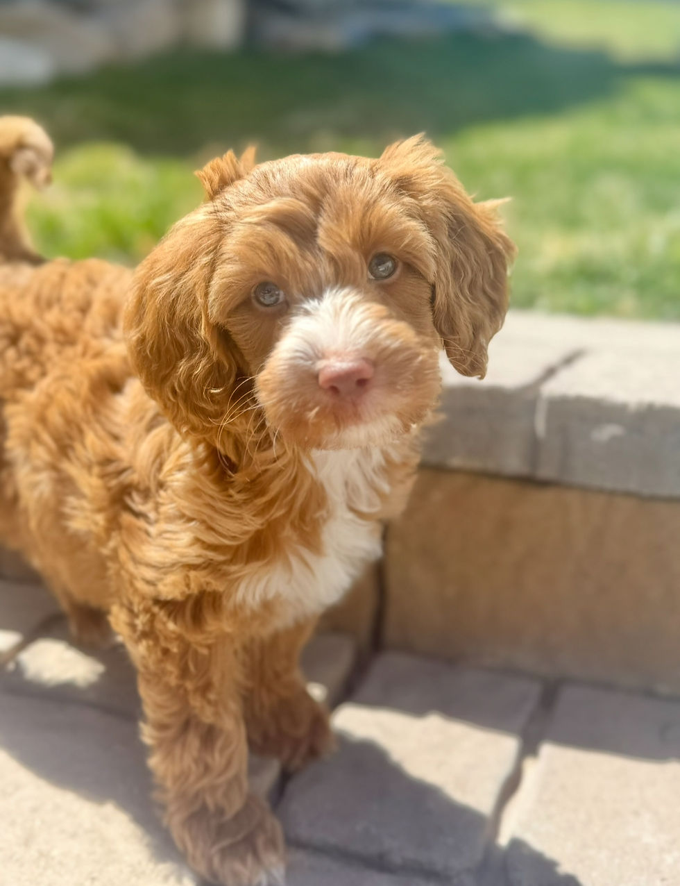 MICRO/ABSTRACT TUXEDO GOLDENDOODLE