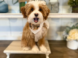 TUXEDO 7LB MICRO GOLDENDOODLE
AVAILABLE NOW.jpg