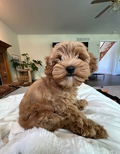 Family with their Goldendoodle puppy from DayDreamDoodles — testimonial photo