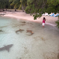 Satine visits French Polynesia and rescues animals.