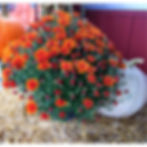 Mum pic 6