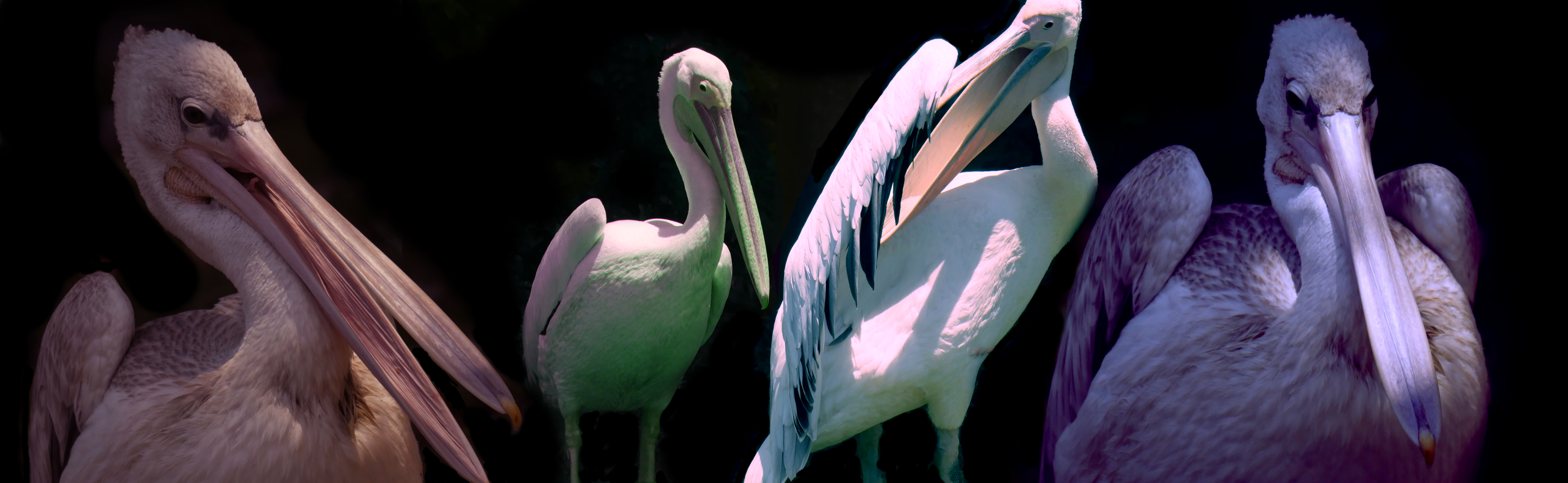 Gossip