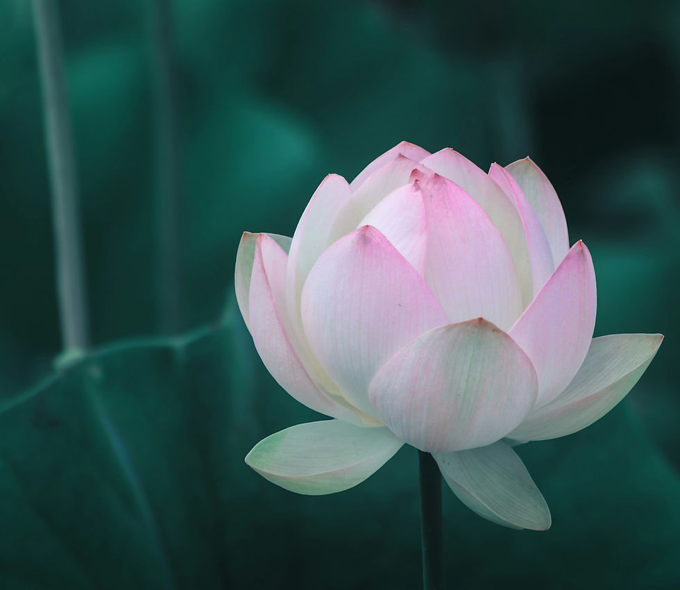 aarn-giri-s7z3KsN-rHw-unsplash_edited.jpg