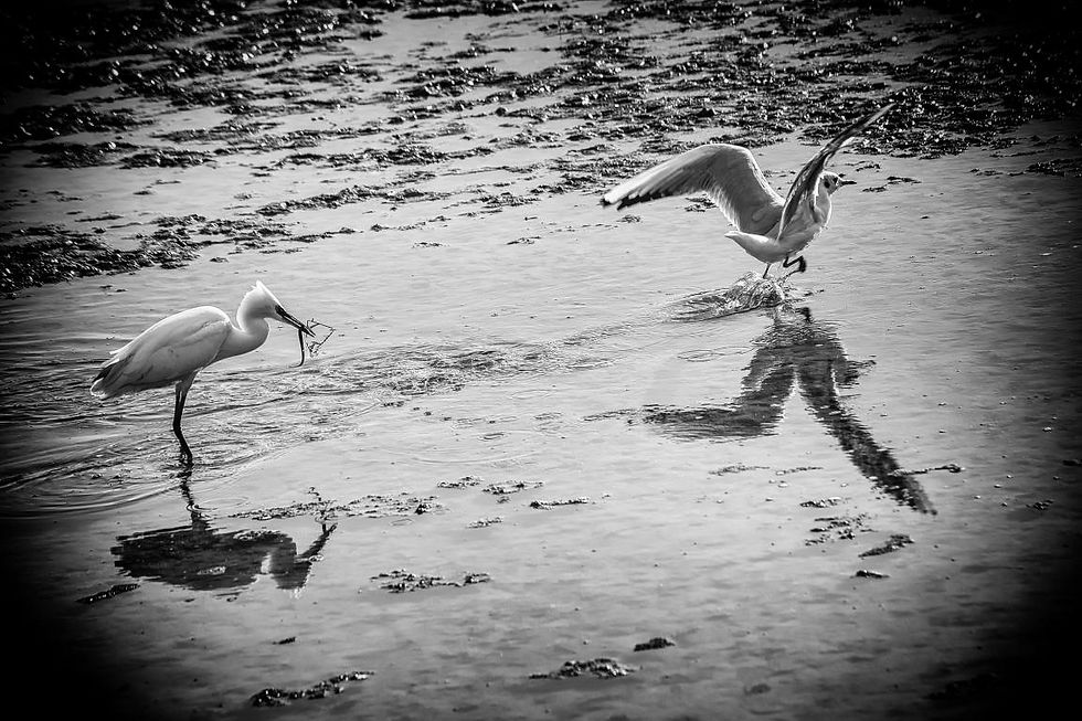 Flap flap flap