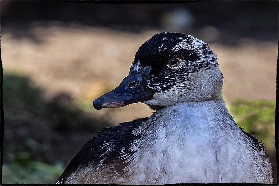 Portrait de canard