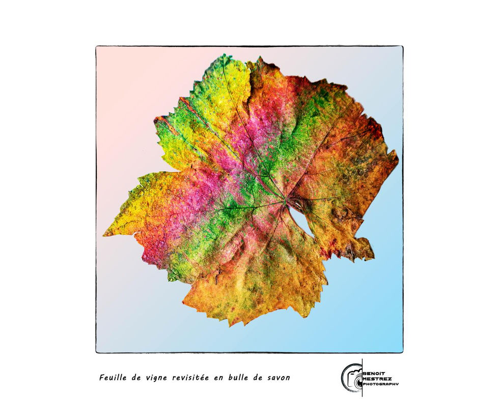 Feuille de vigne revisitée en bulle de savon