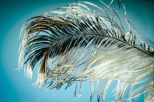 ostrich-feather-1457994_1280.jpg