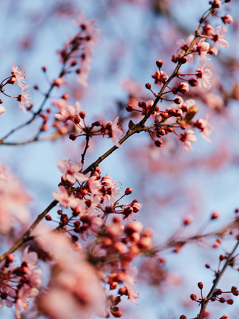 Escuela MyN imágenes carteles (2).png
