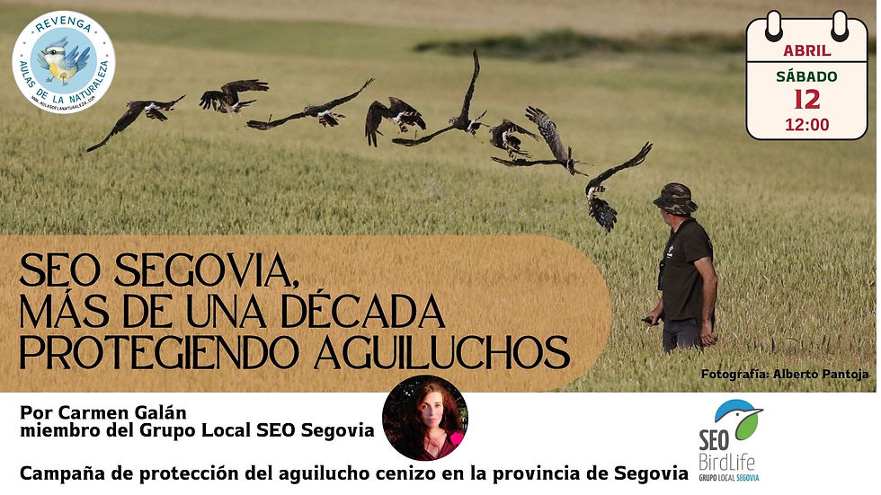 "SEO Segovia, más de una década protegiendo aguiluchos" por Carmen Galán