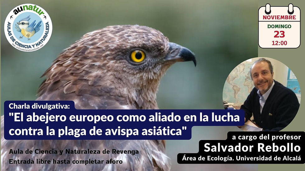 "El abejero europeo como aliado en la lucha contra la plaga de avispa asiática"