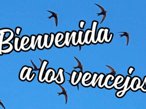 Charla de bienvenida a los vencejos