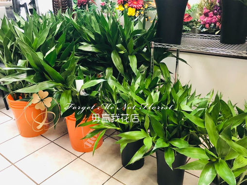 New Lucky Bamboo Arrived!