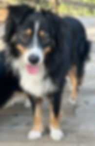 Chevy