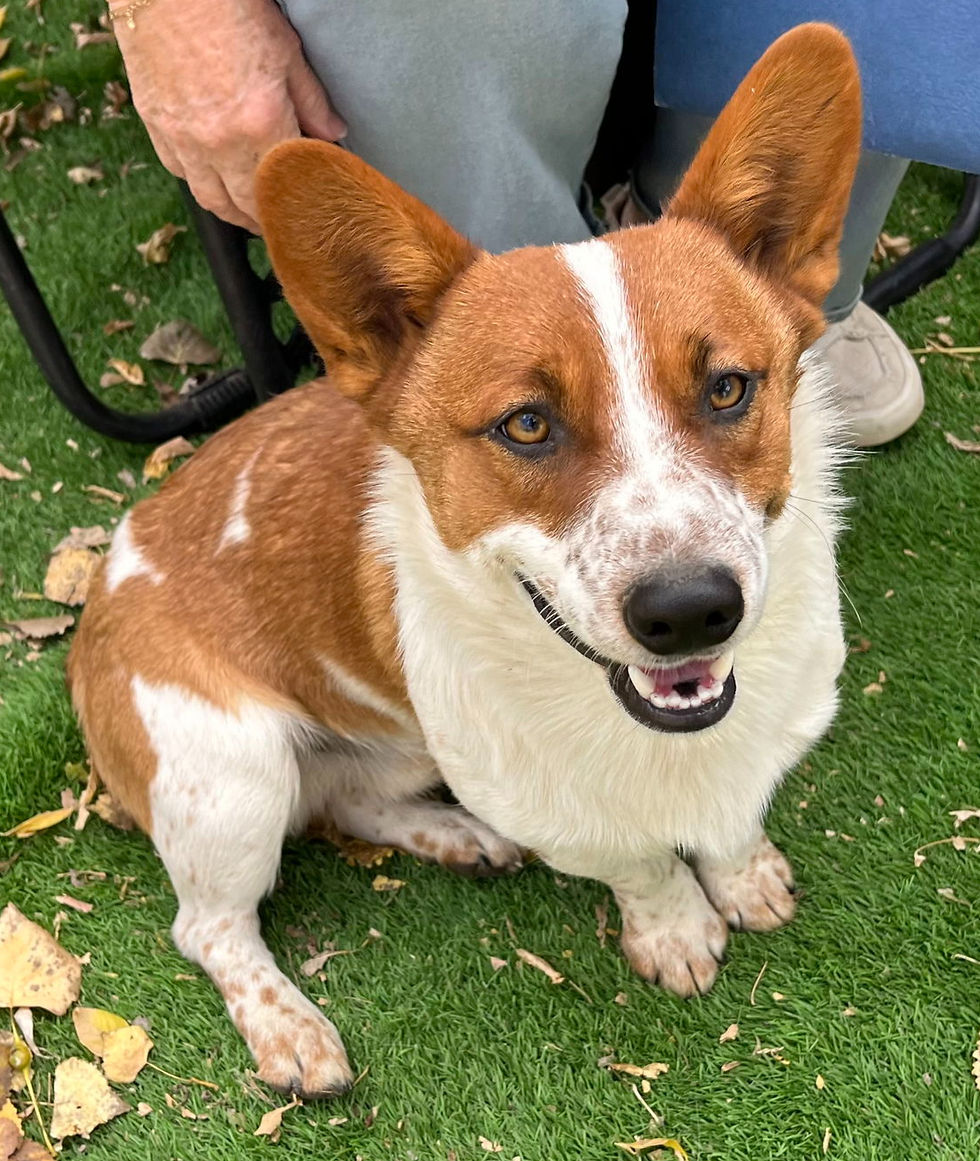 Taz