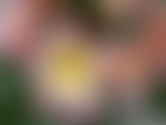 シニア健康フラクラス始まっています