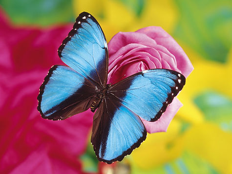 Fantastic+Butterfly+14.jpg