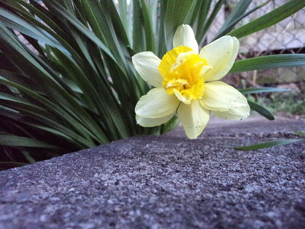 Daff