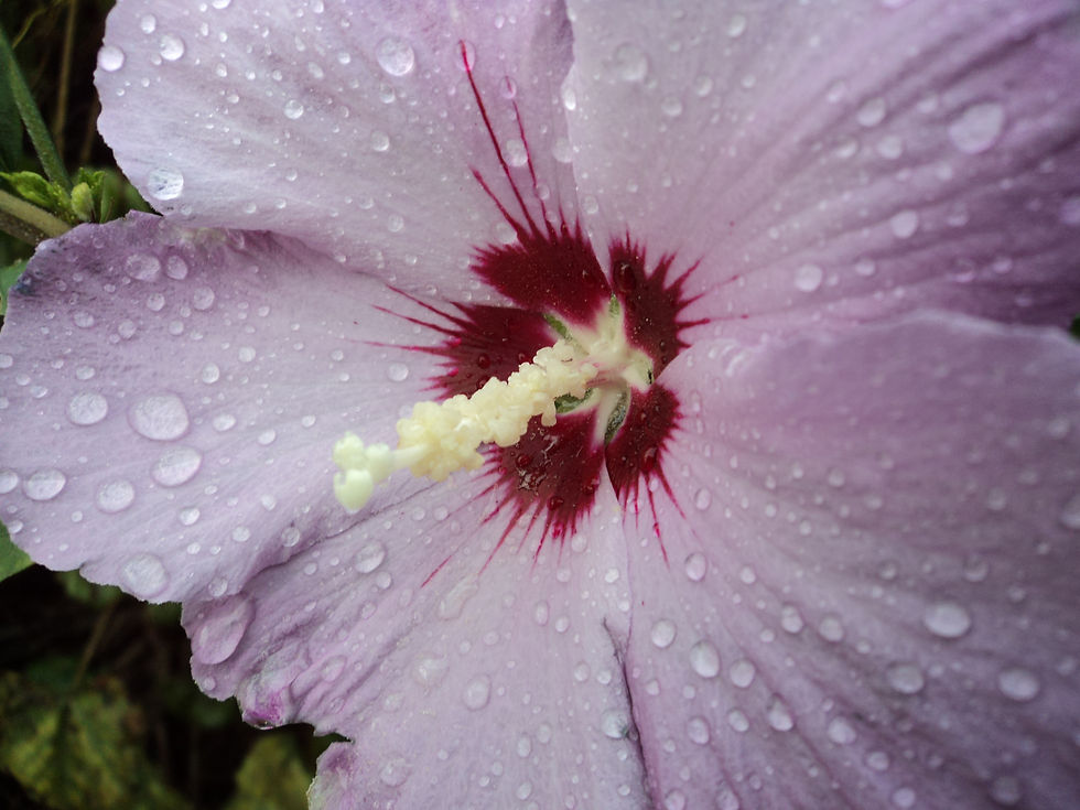 Water Droplets
