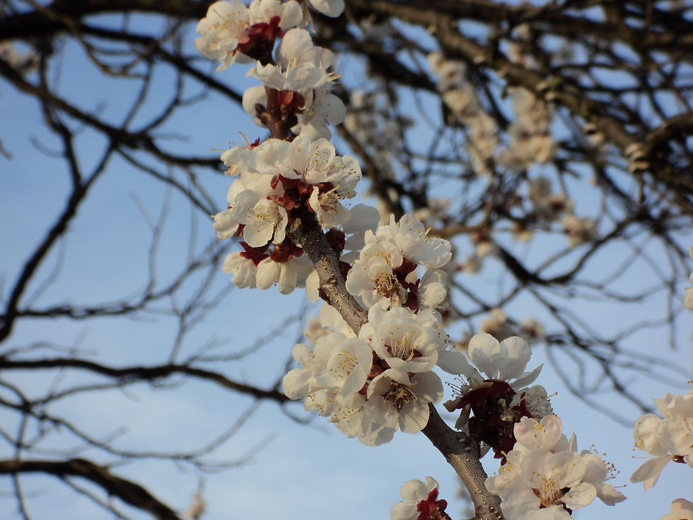 Cherry Blossom