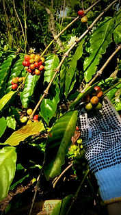 WhatsApp Image 2025-10-12 at 21.44.02 (1).jpeg